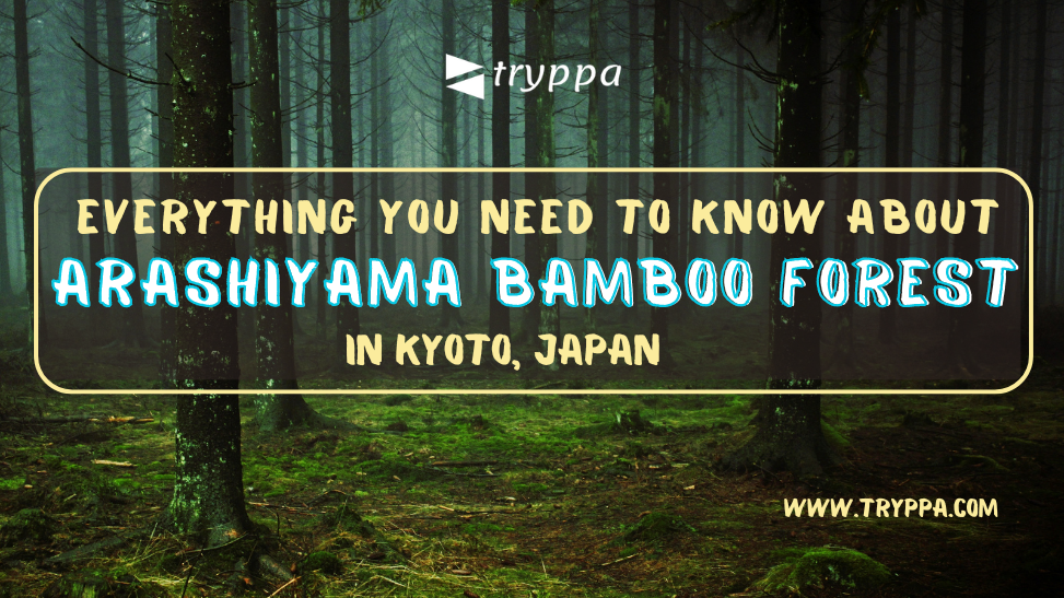 Everything You Need to Know About Arashiyama Bamboo Forest in Kyoto, Japan